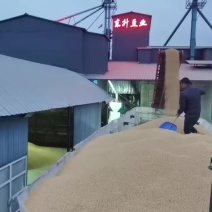 出售黄豆红小豆芽豆