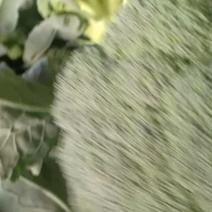 我们经营西兰花大量上市