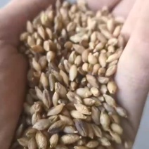 青稞批发甘肃高原青稞饲料青稞青稞颜色正，黑青稞白青稞齐全