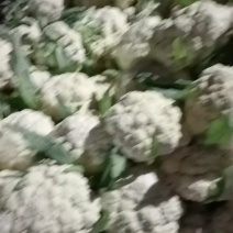 徐州沛县有机花菜大量上市中有需要的老板联系