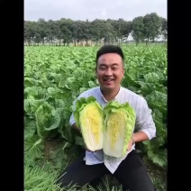【推荐】江苏黄心大白菜，大量供应，批发市场，超市.