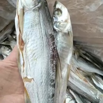 全干白条鱼，一条三两到四两