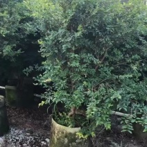 大量2-6分嘉宝果出售，支持视频看货欢迎来电咨询