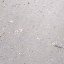 青萝卜大量上市中