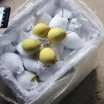 普通鸭梨，水晶梨
