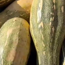 优质南瓜蜜本南瓜质量好，价格优惠