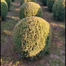 塔桧球塔桧价格望都桧塔桧造型北京桧圆柏刺柏