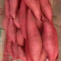 烟薯25,红皮红壤纯沙植条型好没有无其他费用