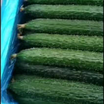 精品黄瓜价格不高