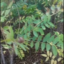 香椿香椿苗红油香椿苗香椿树苗各种规格大量供应