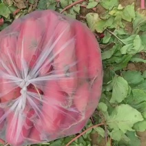 红皮萝卜