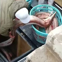 海鳗鱼