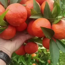 红美人，