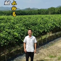广东省佛山市高明特产合水粉葛，粉糯、清甜、无渣，产地直供