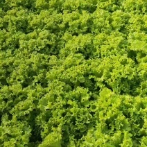 精品散叶生菜，大量上市，黄绿叶都有，质优价廉欢迎新老客户