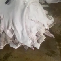 水退西门塔黄牛皮