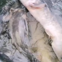 江团