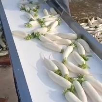 白萝卜