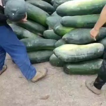 山地睡冬瓜，颜色好，条形漂亮，个头大