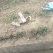 黑木耳