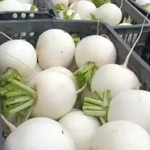 圆白萝卜