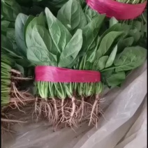 菠菜