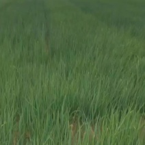 小香葱