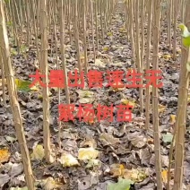 杨树,杨树苗速生杨,无絮杨树苗大苗小苗芽条规格齐全