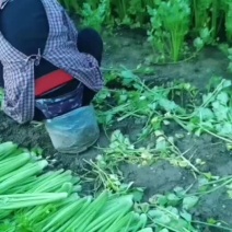 河南商丘精品西芹产地一手货源欢迎来电咨询优惠