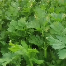 夏邑县芹菜-西芹大量供货一手货源价格便宜欢迎咨询合作