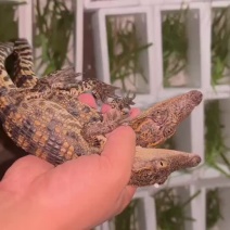 泰鳄苗暹罗鳄苗