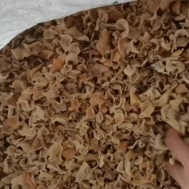 长白山玉木耳干货批发白玉木耳兔耳菌小碗耳白色黑木耳