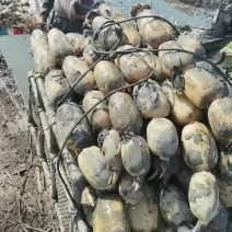 优质精品莲藕大量上市质量保证欢迎下单咨询