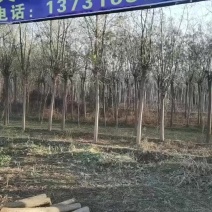 河北省保定市博野县奥森苗圃场8-15公分金叶榆正在出售。