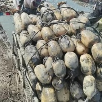 大家好我的新6号开始啦！欢迎您的到来，每天出货2万斤，