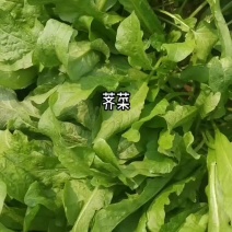基地直供，质量保证