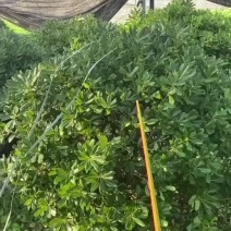 海桐球绿化工程球类