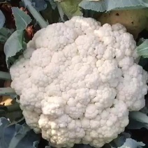 白花菜大量上市欢迎广大客户咨询下单
