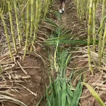 甘蔗苗，临漳竹蔗，改良新品种，口感特别酥软，甜度极高