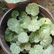 虎耳草杯苗虎耳草苗虎耳草双色杯苗虎耳草基地常年大量提供