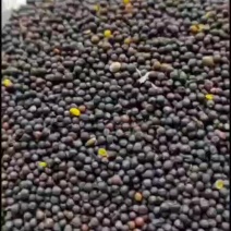 俄罗斯进口菜籽44以上含油，水分7个这样，杂质少满洲里现