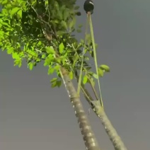 洋红风铃木，5分-20分，各种规格，支持视频看货