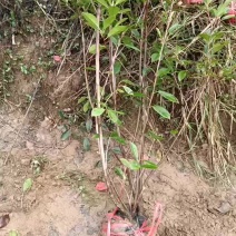 矿山复绿红叶石楠苗规格齐全江西红叶石楠树