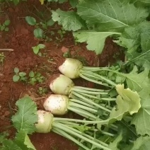四川芥菜疙瘩需要的朋友赶紧联系千亩基地
