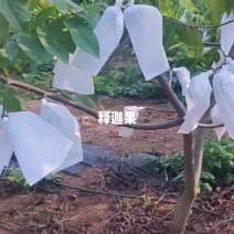 释迦果