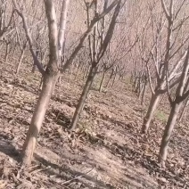 吉林省四平市挚友苗木基地直发吉盛桃李大树