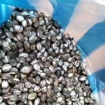 卖杨拉罐