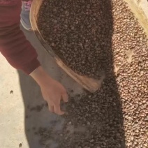 人工筛选杂物