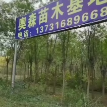 河北奥森苗圃场正在大量出售国槐白蜡垂柳金叶榆金枝槐火炬