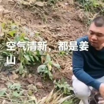 长期有货一手货源新鲜各种小黄姜